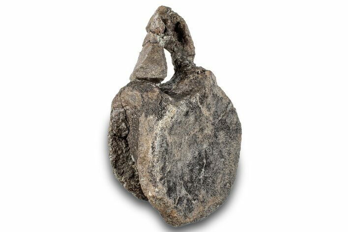 Fossil Dinosaur Vertebra - Two Medicine Formation #265592